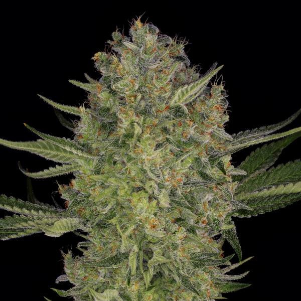 Serious Kush (Serious Seeds) Feminiserede
