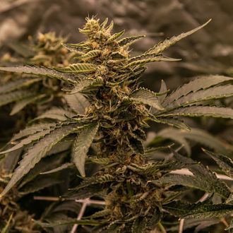 White Choco (Amsterdam Genetics) Feminiserede
