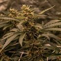 White Choco (Amsterdam Genetics) Feminiserede