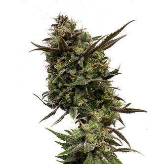 White Choco (Amsterdam Genetics) feminiserede cannabisfr&oslash;