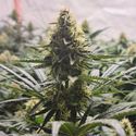 White Choco Haze (Amsterdam Genetics) Feminiserede