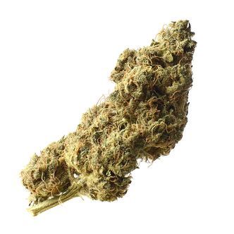 White Choco Haze (Amsterdam Genetics) feminiserede cannabisfr&oslash;