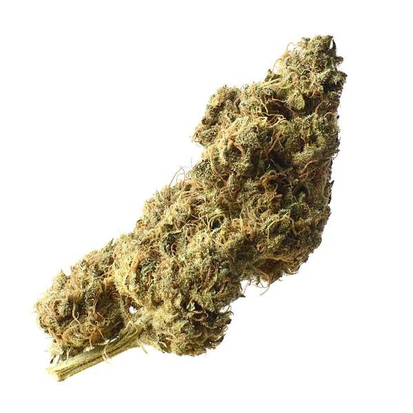 White Choco Haze (Amsterdam Genetics) Feminiserede