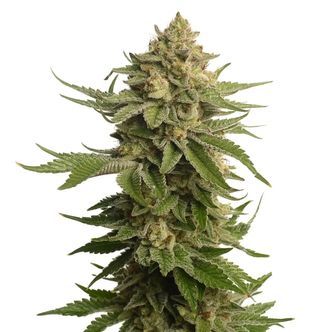 AK-OG Kush (Amsterdam Genetics) feminiserede cannabisfr&oslash;