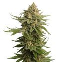 AK-OG Kush (Amsterdam Genetics) Feminiserede frø
