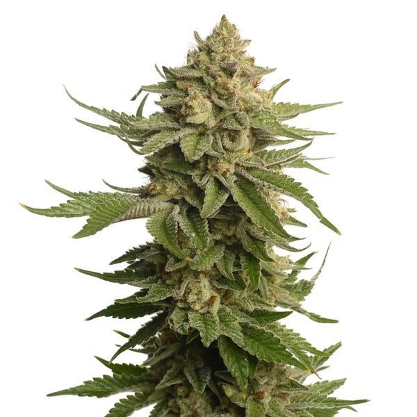 AK-OG Kush (Amsterdam Genetics) Feminiserede frø