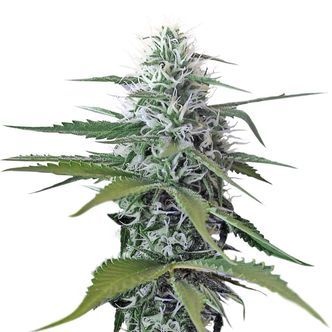 Kosher Tangie Kush (Amsterdam Genetics) feminiserede cannabisfr&oslash;