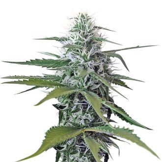 Kosher Tangie Kush (Amsterdam Genetics) Feminiserede