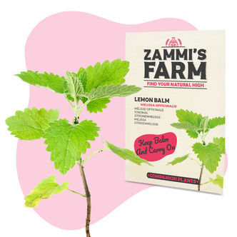 Citronmelisse (Melissa officinalis) Buddy Pack