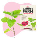 Citronmelisse (Melissa officinalis) Buddy Pack