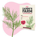 Dild (Anethum graveolens) Buddy Pack