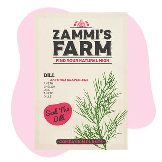 Dild (Anethum graveolens) Buddy Pack