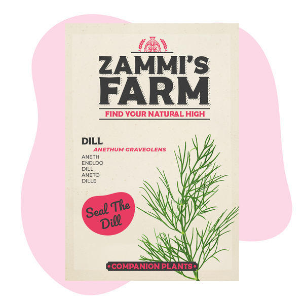 Dild (Anethum graveolens) Buddy Pack