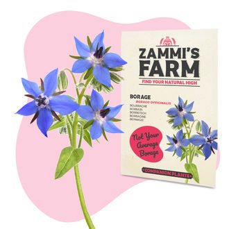 Agurkurt (Borago officinalis) Buddy Pack