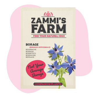 Agurkurt (Borago officinalis) Buddy Pack
