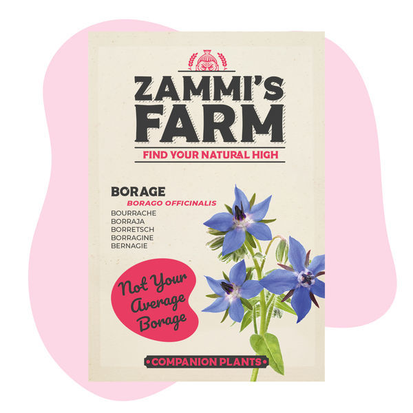 Agurkurt (Borago officinalis) Buddy Pack