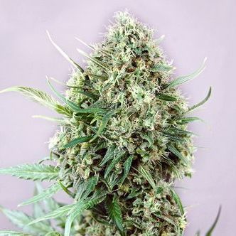 Jack Diesel (Positronics) feminiserede cannabisfr&oslash;