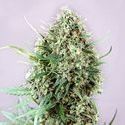 Jack Diesel (Positronics) Feminiserede