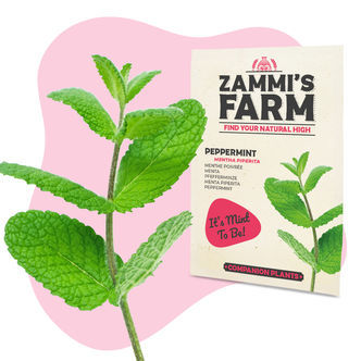 Pebermynte (Mentha piperita) Buddy Pack