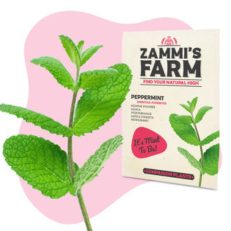 Pebermynte (Mentha piperita) Buddy Pack