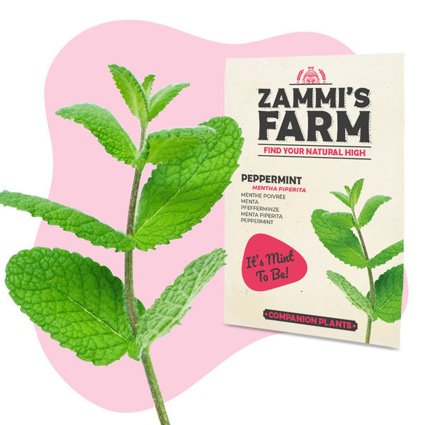 Pebermynte (Mentha piperita) Buddy Pack
