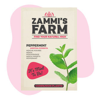 Pebermynte (Mentha piperita) Buddy Pack