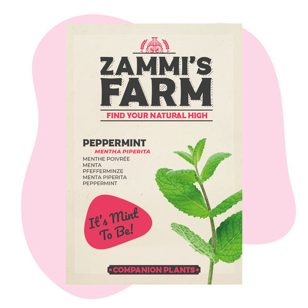 Pebermynte (Mentha piperita) Buddy Pack