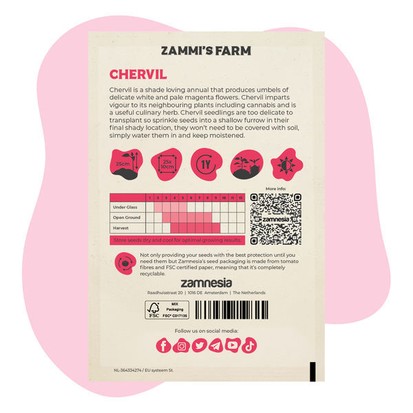 Kørvel (Anthriscus cerefolium) Buddy Pack