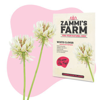 Hvid kl&oslash;ver (Trifolium repens) Buddy Pack