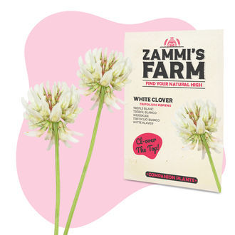 Hvid kl&oslash;ver (Trifolium repens) Buddy Pack