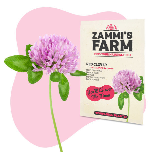 Rødkløver (Trifolium pratense) Buddy Pack