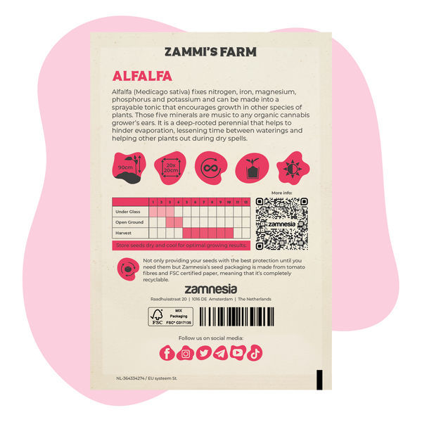 Alfalfa (Medicago sativa) Buddy Pack