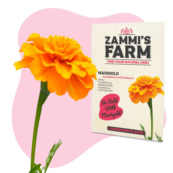 Morgenfrue (Calendula officinalis) Buddy Pack