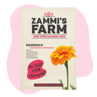 Morgenfrue (Calendula officinalis) Buddy Pack