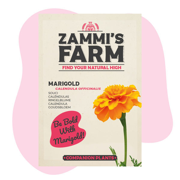 Morgenfrue (Calendula officinalis) Buddy Pack