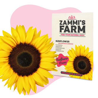 Solsikke (Helianthus annuus) Buddy Pack