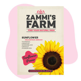 Solsikke (Helianthus annuus) buddy pack