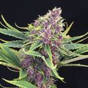 Purple Kush (Kannabia) Feminiserede
