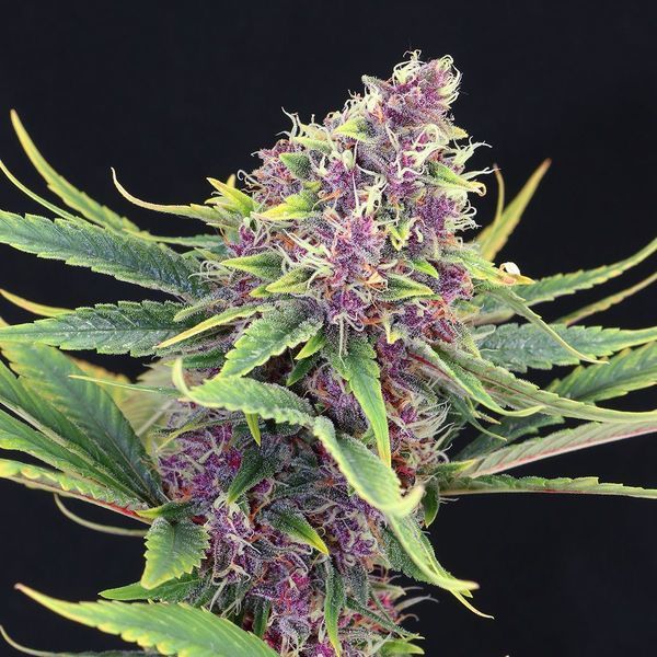 Purple Kush (Kannabia) Feminiserede