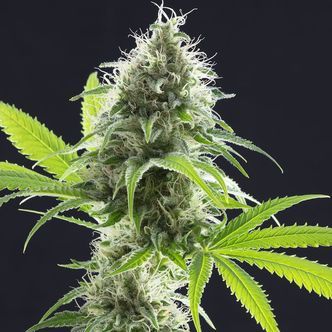 Kama Kush CBD (Kannabia) feminiserede cannabisfr&oslash;