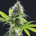 Kama Kush CBD (Kannabia) Feminiserede
