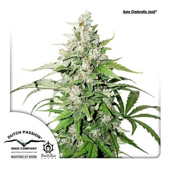 Auto Cinderella Jack (Dutch Passion) feminiserede cannabisfr&oslash;