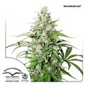 Auto Cinderella Jack (Dutch Passion) Feminiserede