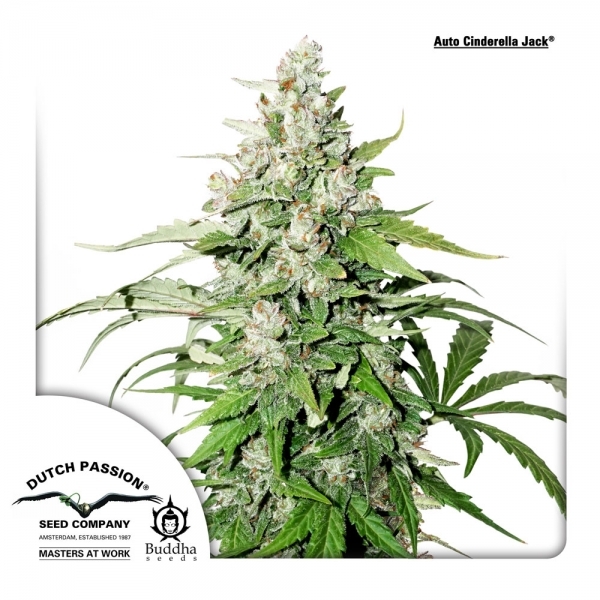 Auto Cinderella Jack (Dutch Passion) Feminiserede