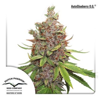 Auto Glueberry OG (Dutch Passion) Feminiserede