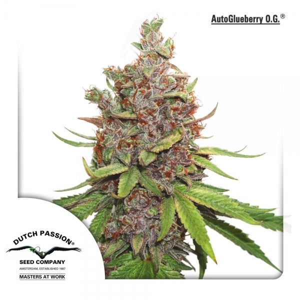 Auto Glueberry OG (Dutch Passion) Feminiserede