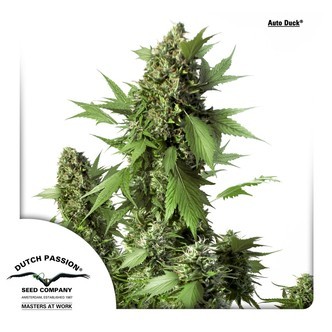 Auto Duck (Dutch Passion) feminiserede