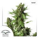 Auto Duck (Dutch Passion) Feminiserede