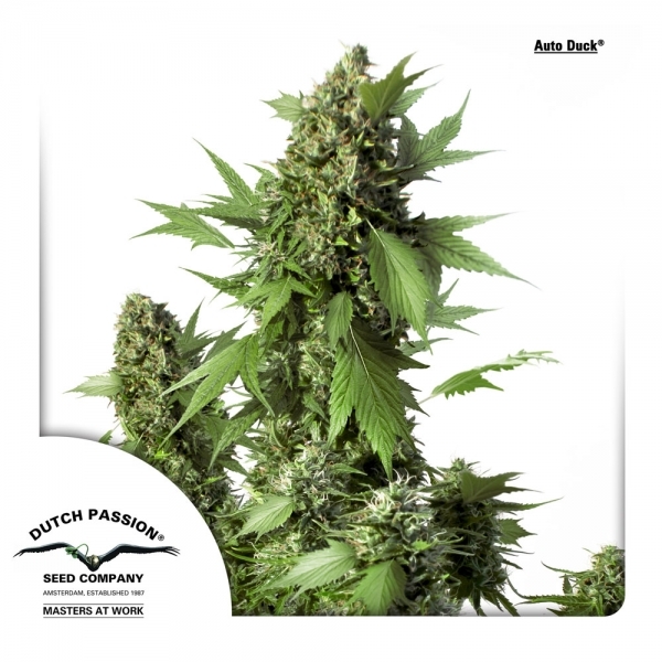 Auto Duck (Dutch Passion) Feminiserede