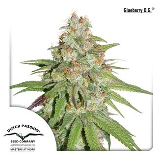 Glueberry OG (Dutch Passion) Feminiserede